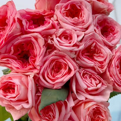 New Design Rose Plant