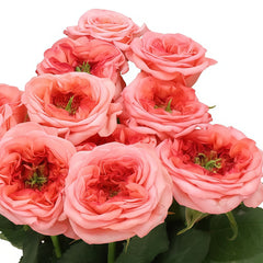 New Design Rose Plant