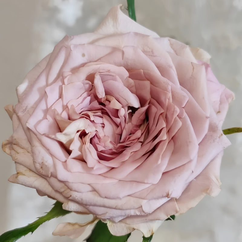 New SP Rose