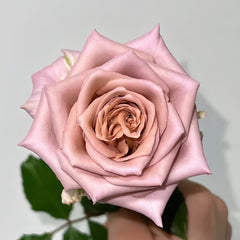 New SP Rose