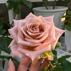New SP Rose