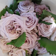 New SP Rose