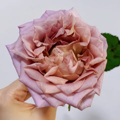 New SP Rose