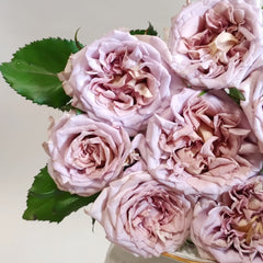 New SP Rose