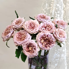 New SP Rose