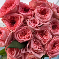 New Design Rose Plant