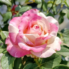 Nichang Rose Plant|霓裳