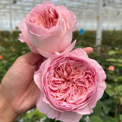 Nicole Robin Rose Plant | 妮可罗宾