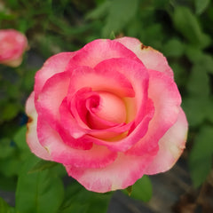 Nicoletta Rose Plant