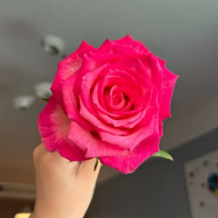 Nicoletta Rose Plant