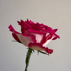 Nicoletta Rose Plant