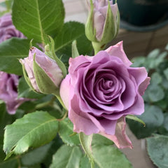 Nightingale Rose Plant