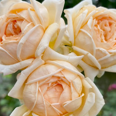 Nina Dress Rose