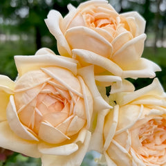 Nina Dress Rose