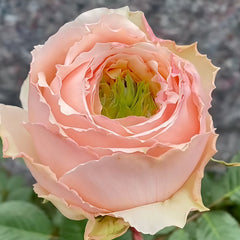 Nina Dress Rose