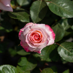 Ninfa Rose Plant ｜女神玫瑰