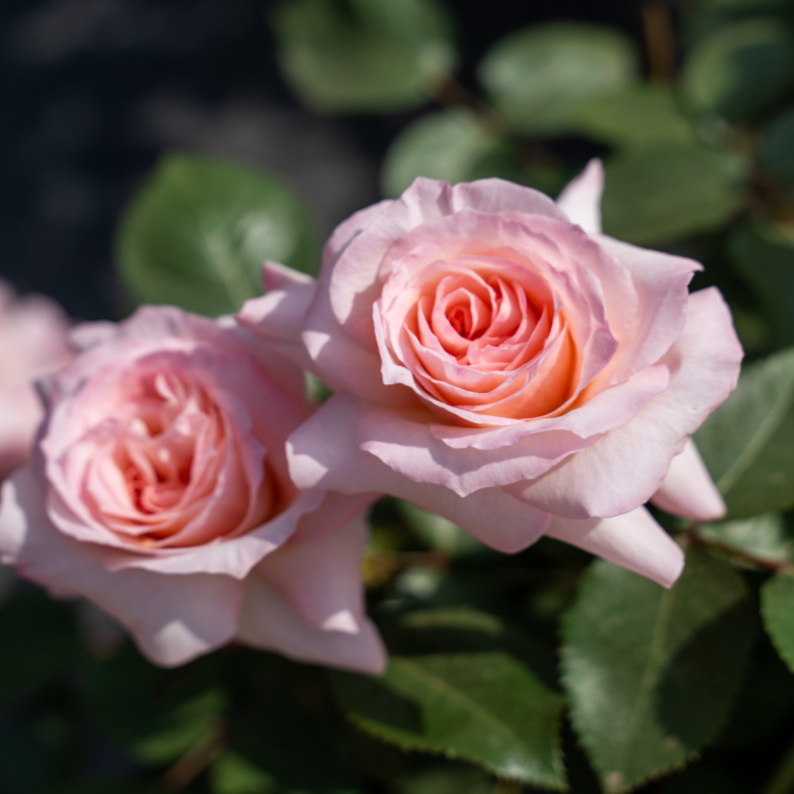 Nift Roses Ninfa Rose Plant |女神玫瑰 – Rose_Explosion
