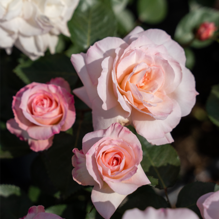 Nift Roses Ninfa Rose Plant |女神玫瑰 – Rose_Explosion