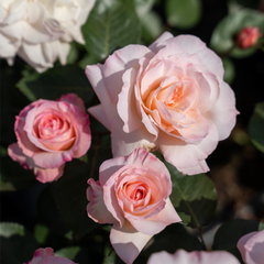 Ninfa Rose Plant