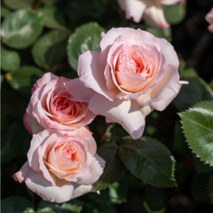 Ninfa Rose Plant