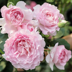 Ningzhi Rose Plant