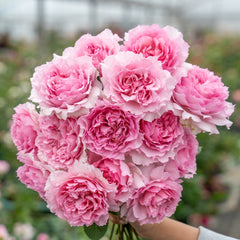 Ningzhi Rose Plant