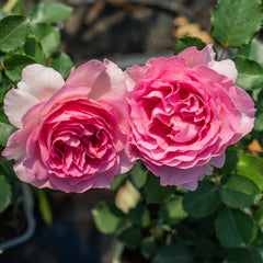 Ningzhi Rose Plant