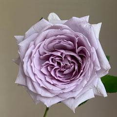 Noble Shine Rose Plant