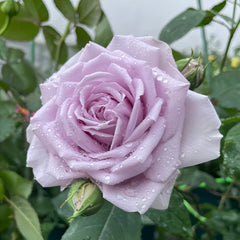 Noble Shine Rose Plant