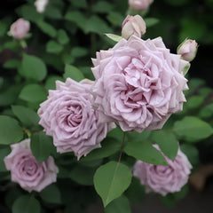 Noble Shine Rose Plant