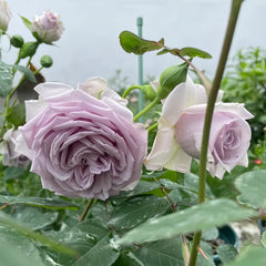 Noble Shine Rose Plant