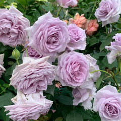 Noble Shine Rose Plant