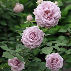 Noble Shine Rose Plant
