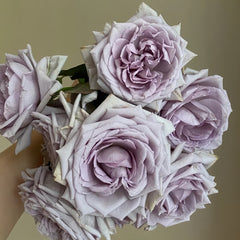 Noble Shine Rose Plant