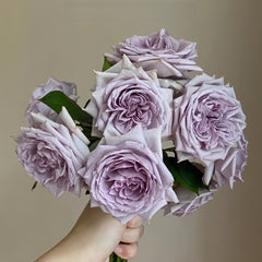 Noble Shine Rose Plant