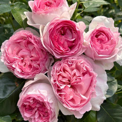 Noble de Parfum Rose Plant|伊芙贵族香水