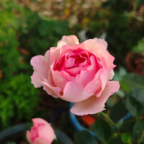 Noble de Parfum Rose Plant|伊芙贵族香水