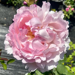 Noble de Parfum Rose Plant|伊芙贵族香水