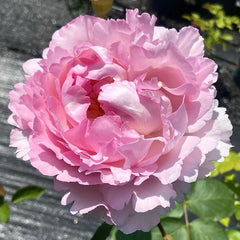 Noble de Parfum Rose Plant|伊芙贵族香水
