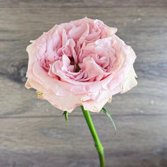Norma Jean Rose