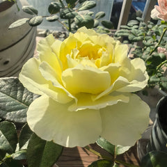 North Fragrance Rose Plant
