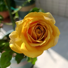 North Fragrance Rose Plant