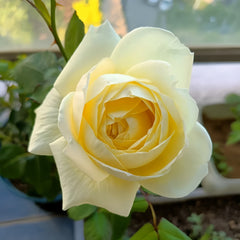 North Fragrance Rose Plant