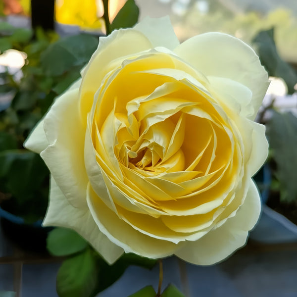 North Fragrance Rose Plant