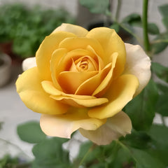 North Fragrance Rose Plant