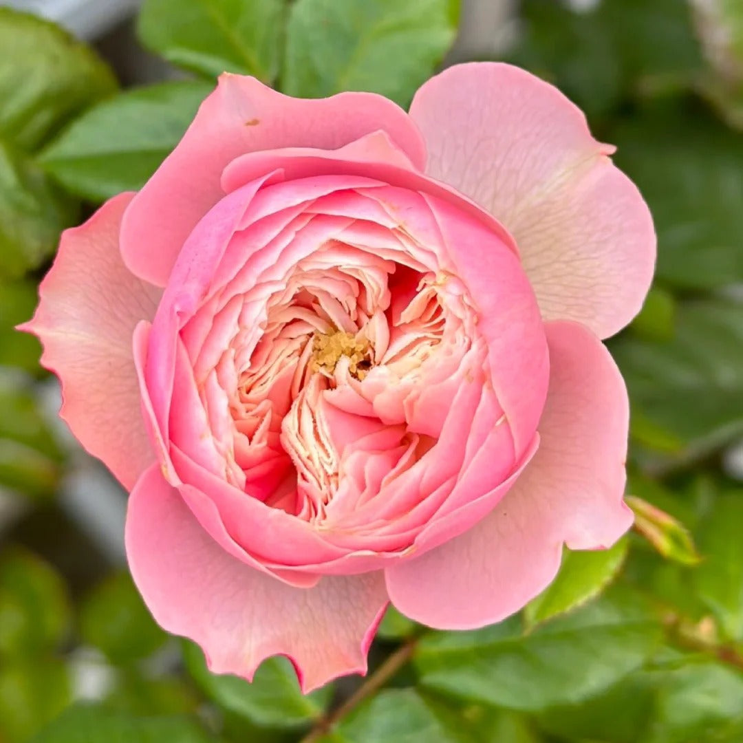 Northanger Abbey Rose Plant| 诺桑觉寺 – Rose_Explosion