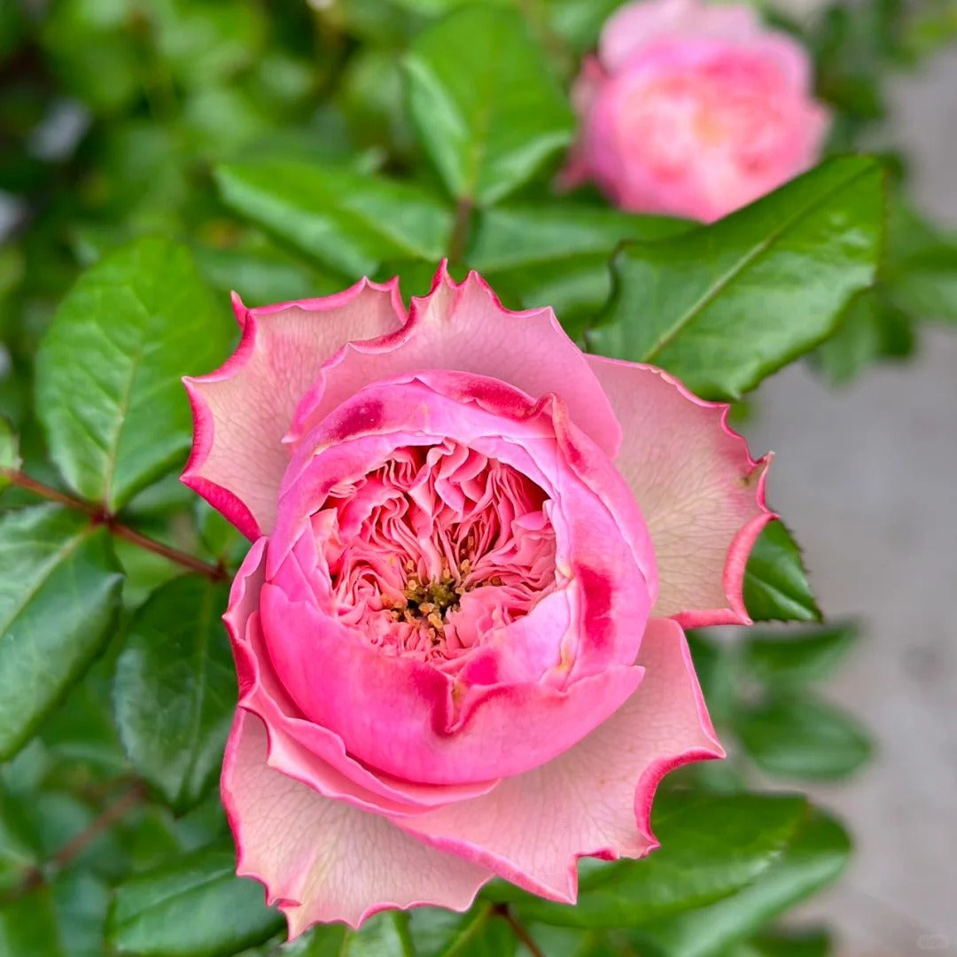 Northanger Abbey Rose Plant| 诺桑觉寺 – Rose_Explosion