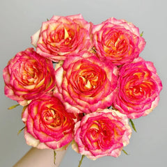 Norway forest Rose Plant