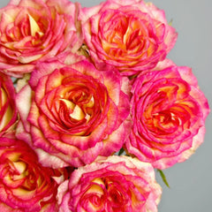 Norway forest Rose Plant