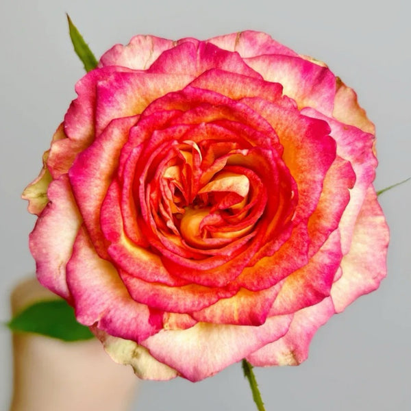 Norway forest Rose Plant